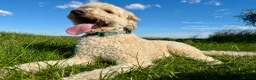 Australian Labradoodle dogs for sale: 3 year old therapy Australian Labradoodle  in Wimborne - Advert 4