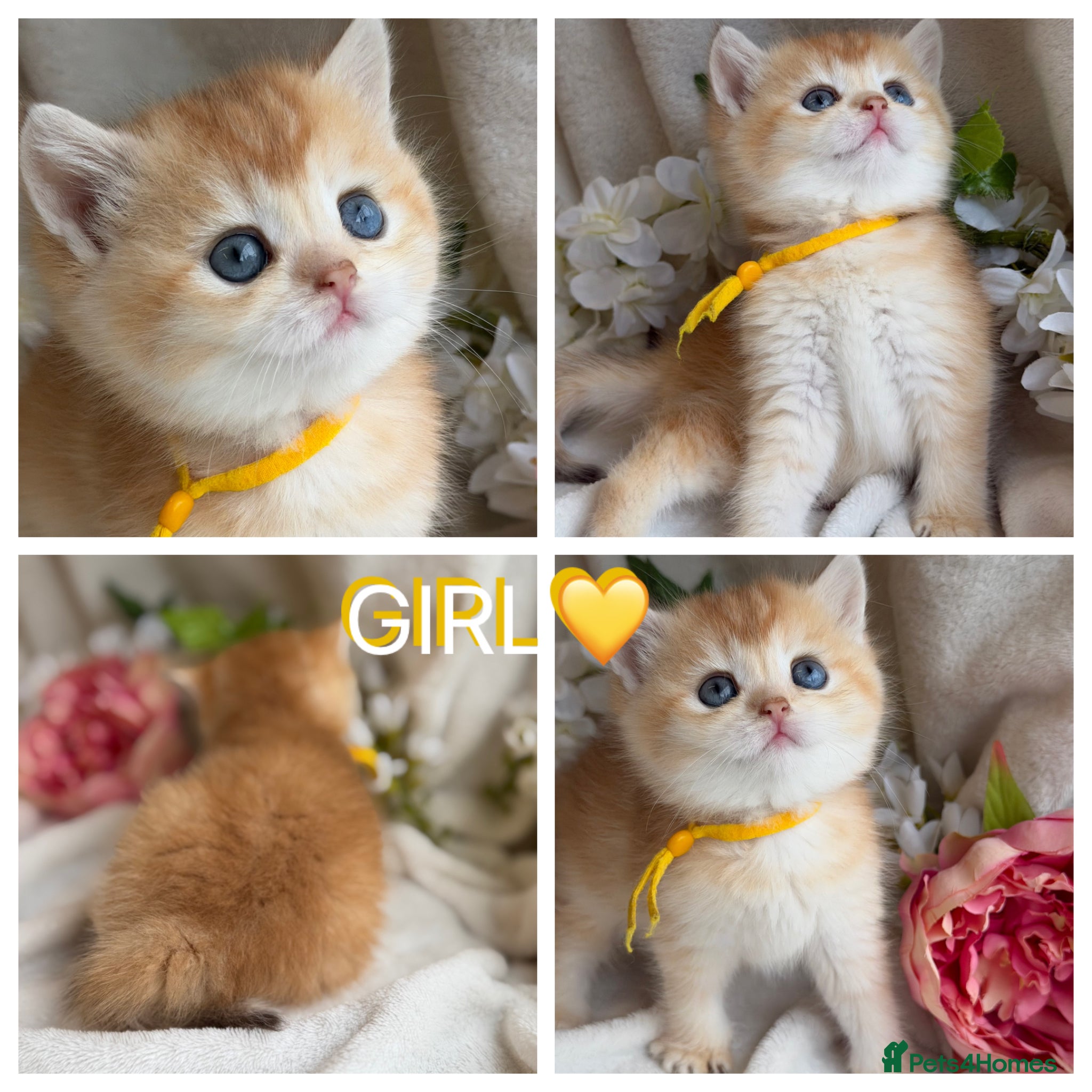 British Shorthair cats for sale: British shorthair golden adorable kitten GCCF  - Advert 1