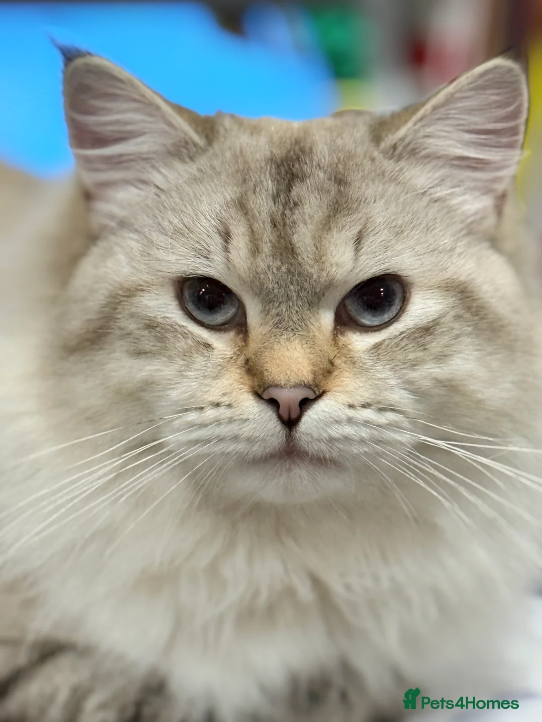 Siberian cats for stud: Big Chap pure Neva Masquerade  - Advert 1