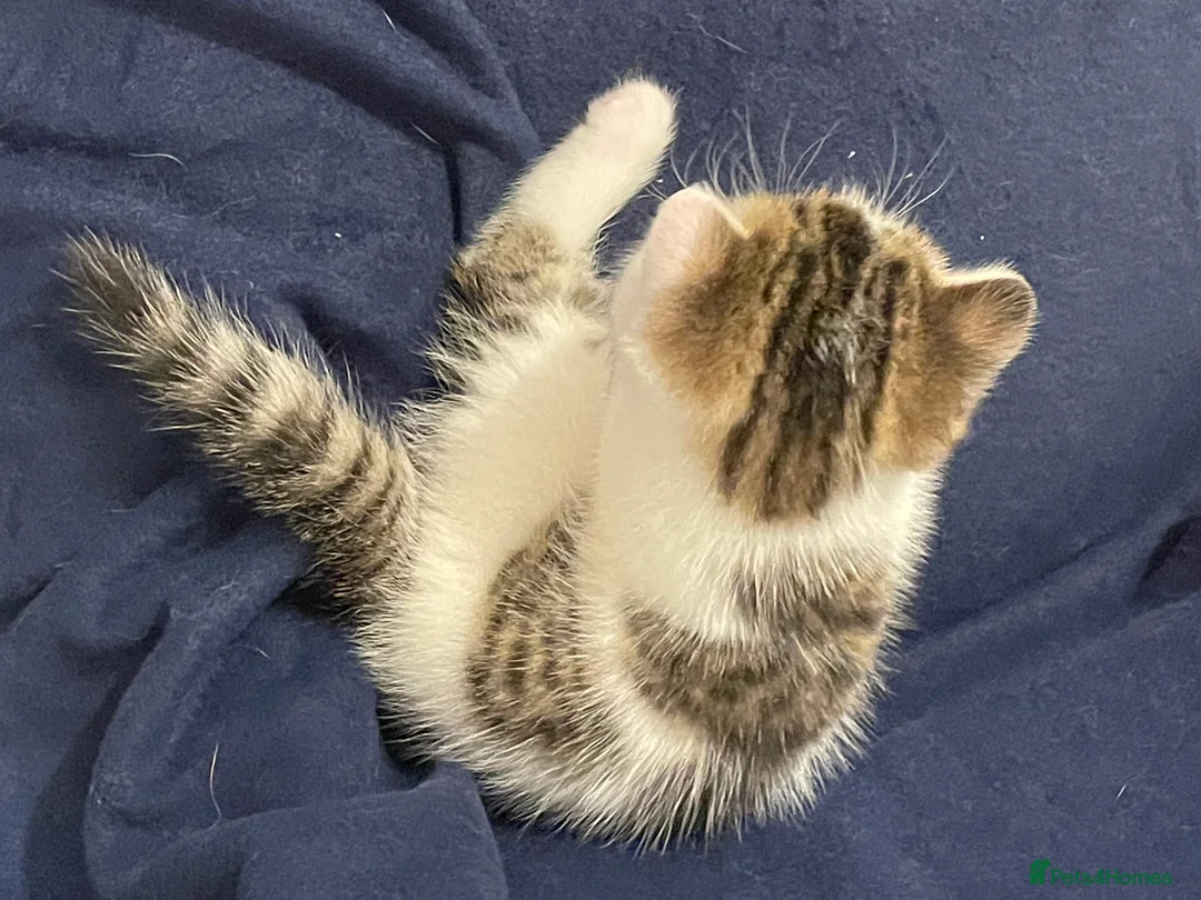 Exotic cats for sale: Gorgeous GCCF registered Exotic Shorthair kittens - Advert 12