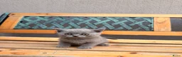 British Shorthair cats for sale: 🐾 Stunning Purebred British Shorthair Kittens - Advert 6