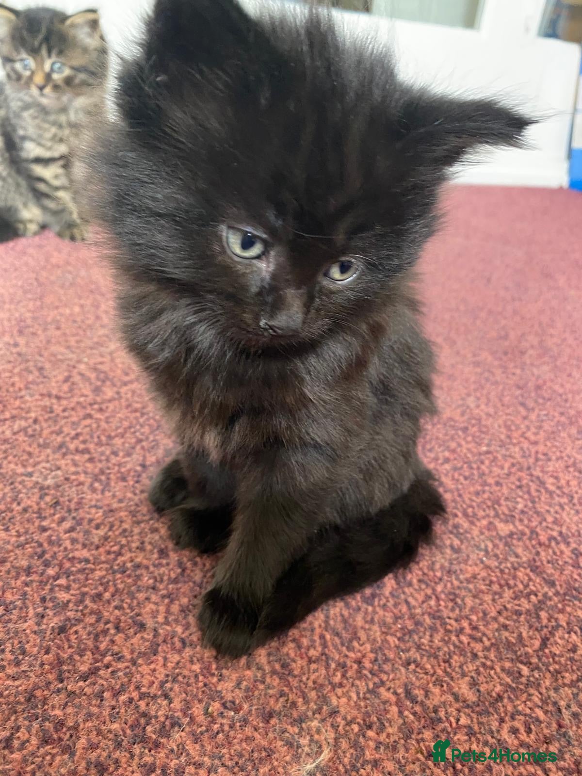 Siberian cats for sale: ADORABLE SIBERIAN X RUSSIAN BLUE MIX - Advert 7