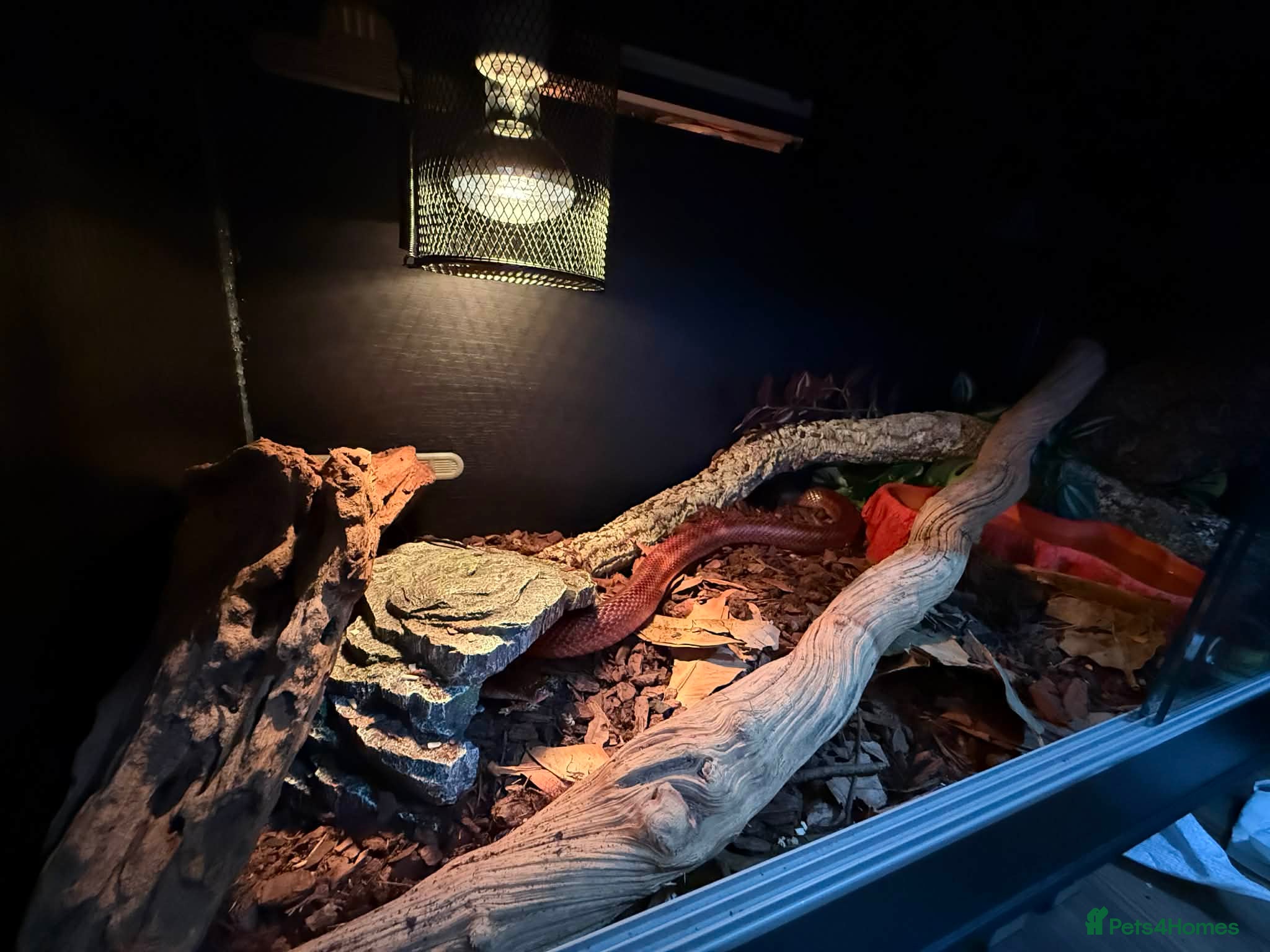 Corn Snake reptiles for sale: Cornsnake - Advert 2