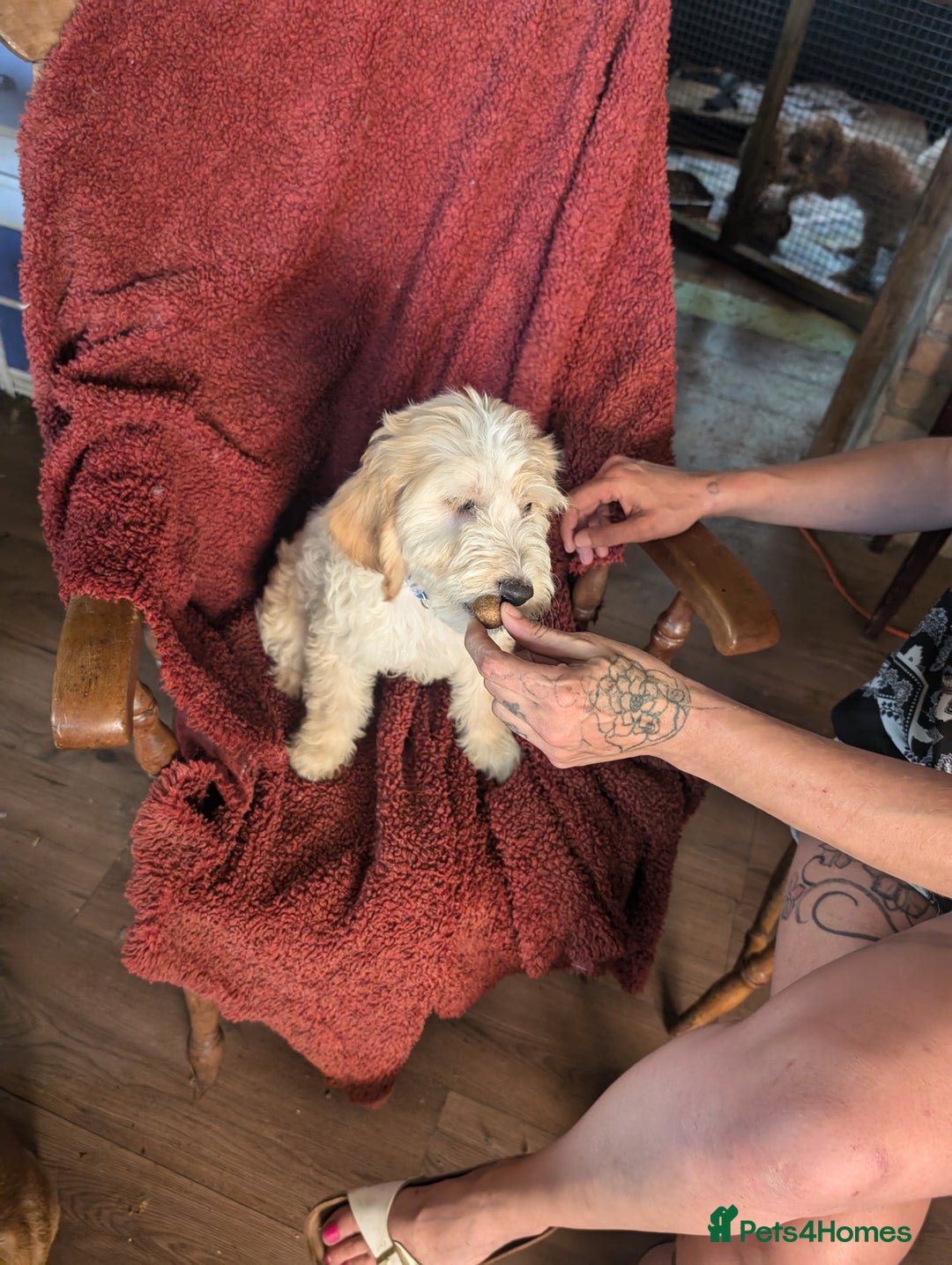 Cockapoo dogs for sale: Cockapoo x - Image 9