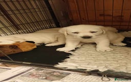 Labrador Retriever dogs for sale: KC REG YELLOW LAB PUPS FOR SALE    3 DOGS 3 BITCHE - Image 2