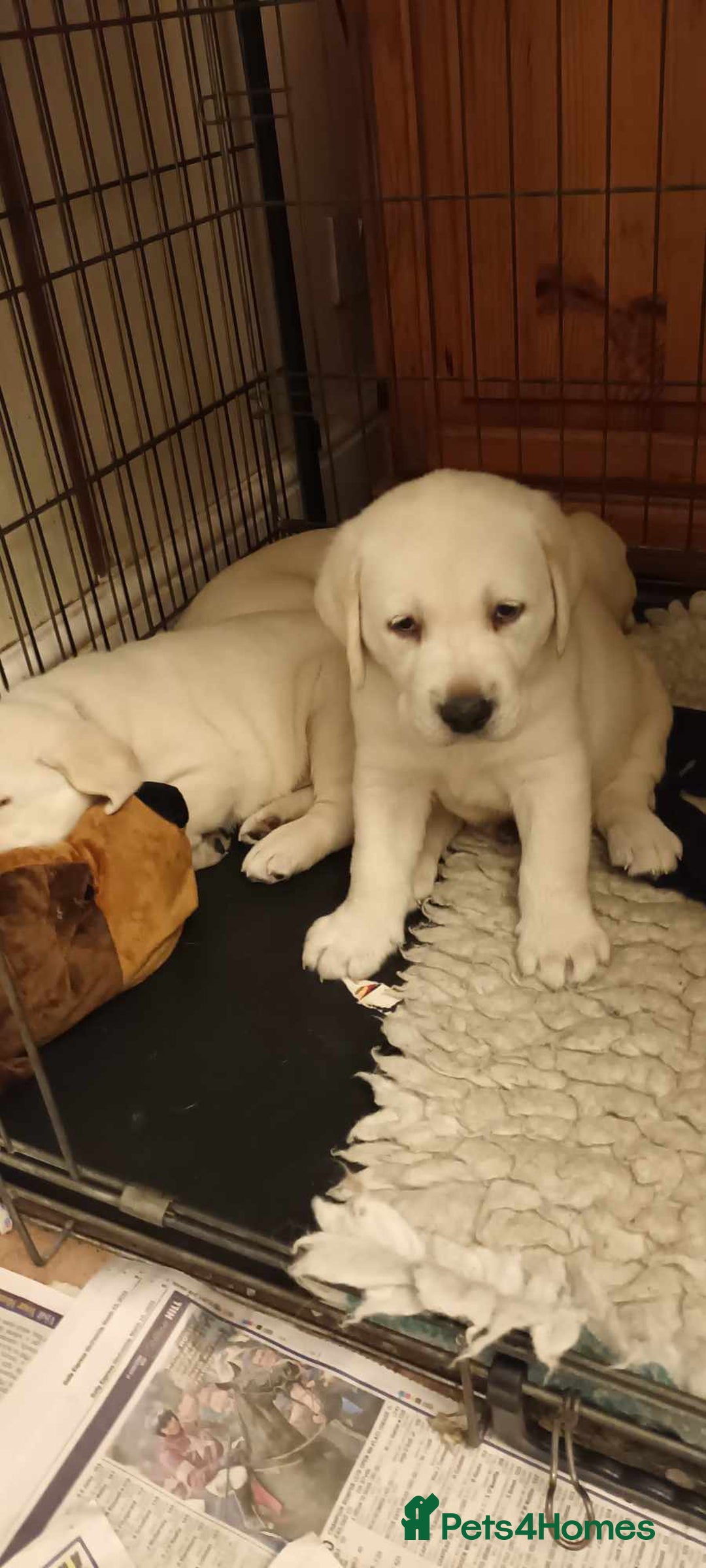 Labrador Retriever dogs for sale: KC REG YELLOW LAB PUPS FOR SALE    3 DOGS 3 BITCHE - Image 2