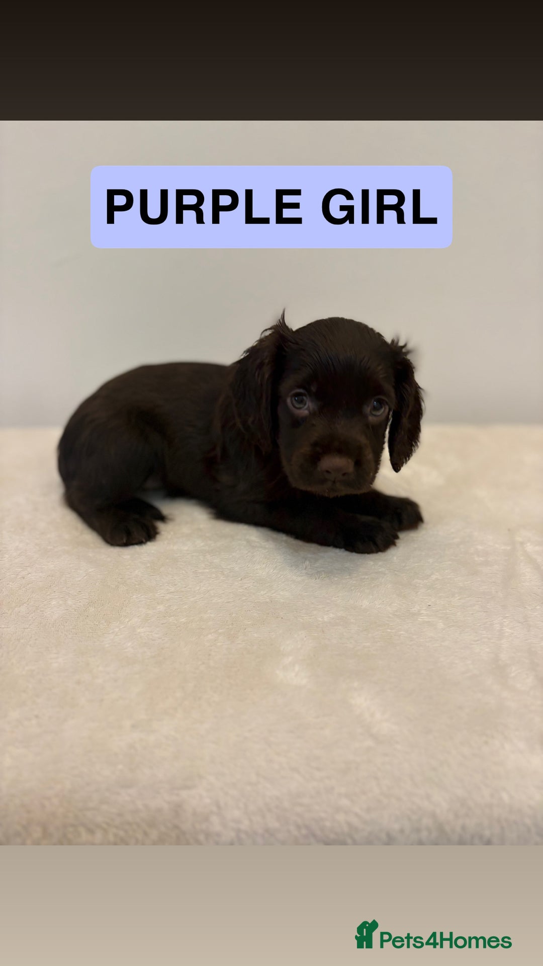 Cocker Spaniel dogs for sale: Gorgeous Full Cocker Spaniel Pups  - Image 18