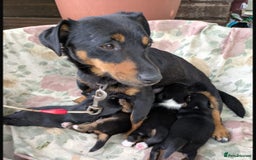 Jack Russell dogs for sale: Jack Russell puppies - Image 8