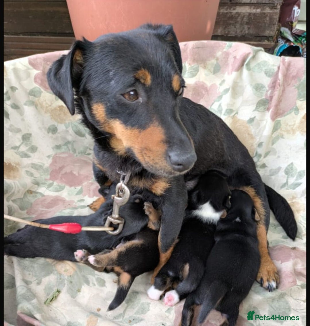 Jack Russell dogs for sale: Jack Russell puppies - Image 8