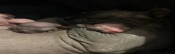 Sphynx cats for sale: Beautiful sphynx babies  - Advert 19