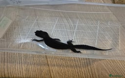 Leopard Gecko reptiles for sale: Female adult black night leopard gecko  - Image 4