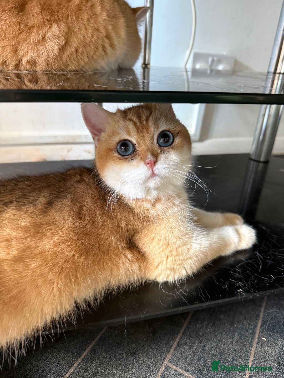 British Shorthair cats for sale: GCCF reg BSH Chocolate Gold Blue Eyes Male Kitten - Advert 17