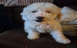 Cavapoo dogs for sale: Cavapoo puppies ready now  - Image 5