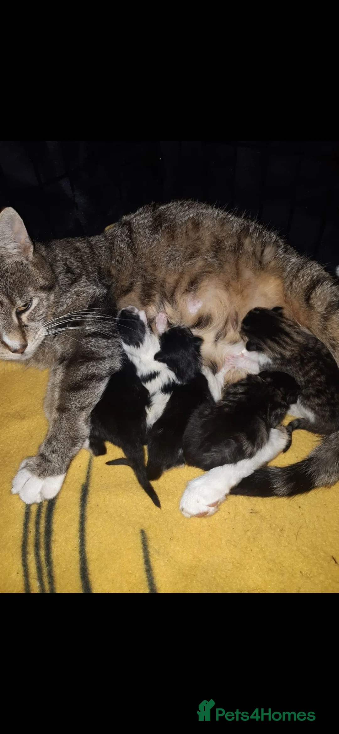 Mixed Breed cats for sale: Lovely playful kittens for new homes  in Liverpool - Advert 16