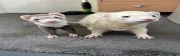 Ferret rodents for sale: Two hobs for rehoming. - Advert 8