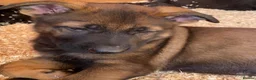 German Shepherd dogs for sale: Working Line German Shepherd Puppies - Cornwall in Hayle - Advert 33