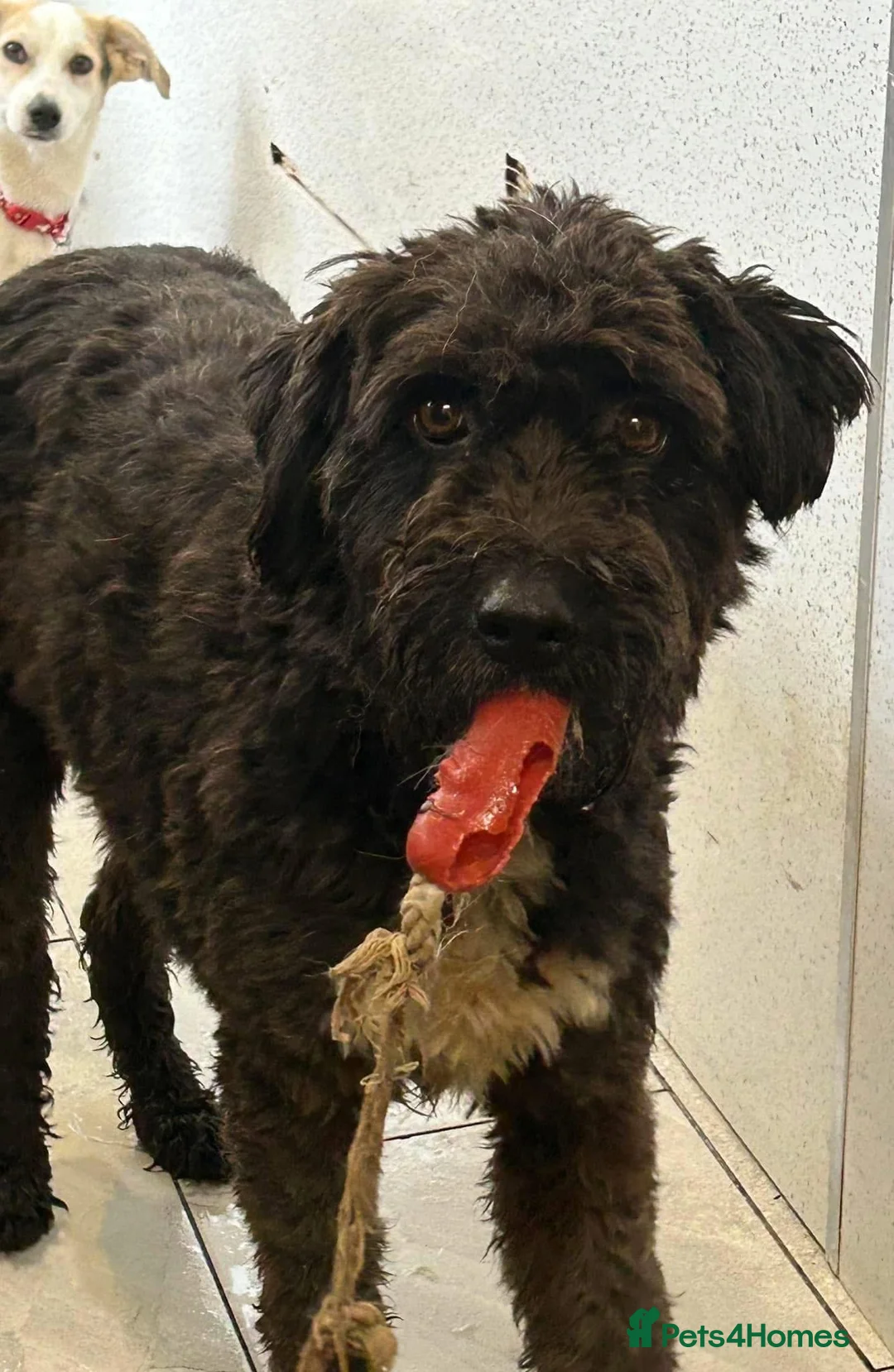 Mixed Breed dogs for adoption: Colby - Norwich Norfolk  in Norwich - Advert 9