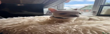 French Bulldog 5