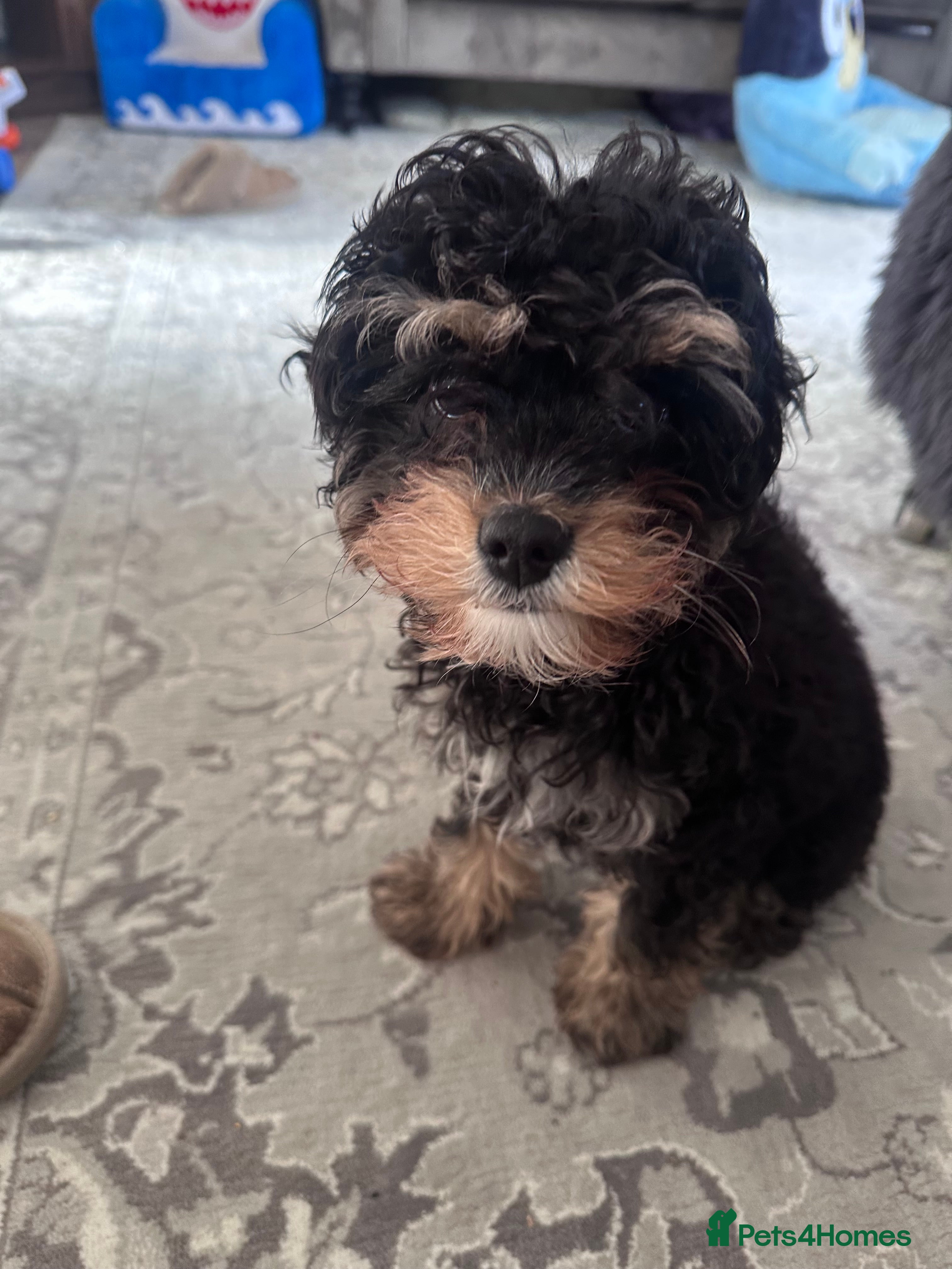 Cavapoo dogs Cavapoo - Advert 1