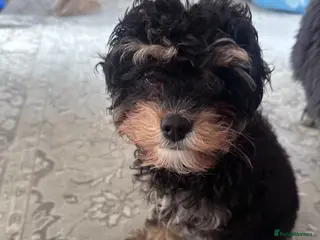 Cavapoo dogs Cavapoo - Advert 1