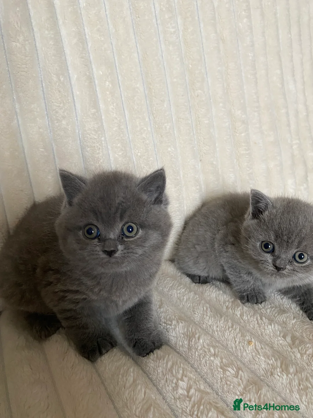 British Shorthair cats for sale: PURE BRITISH SHORTHAIR KITTENS - Advert 9