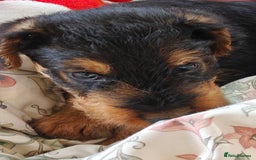 Airedale Terrier dogs for sale: Superb Airedale Terrier puppies Champion parents - Image 25