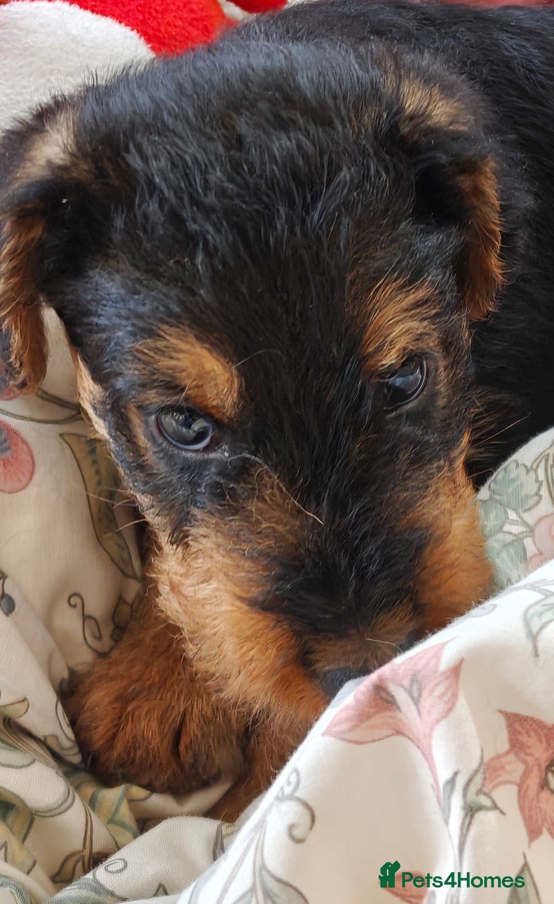 Airedale Terrier dogs for sale: Superb Airedale Terrier puppies Champion parents - Image 25