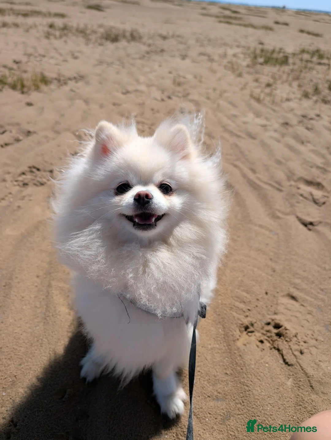 Pomeranian dogs for sale: Beautiful female pomeranian 3y old - Advert 2
