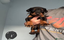 Dobermann dogs for sale:  European Doberman puppies. in Torquay - Image 17