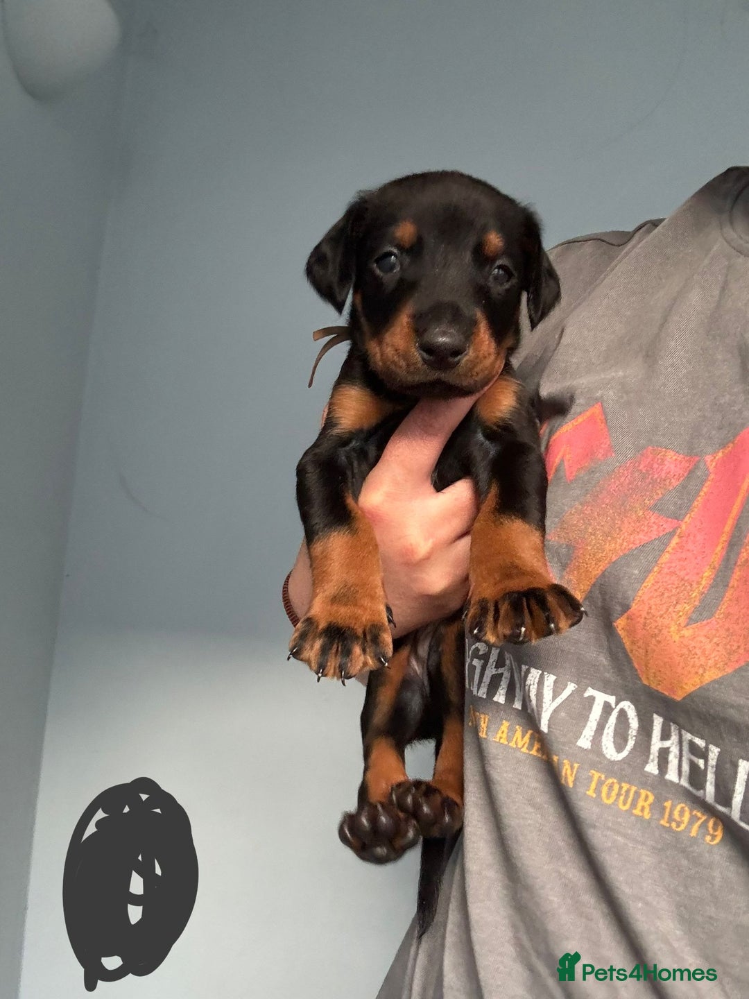 Dobermann dogs for sale:  European Doberman puppies. in Torquay - Image 17