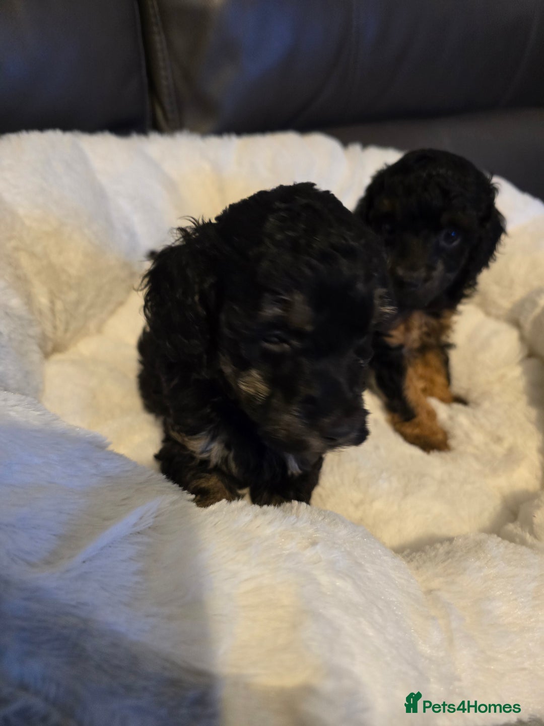 Miniature Poodle dogs for sale: 4 Amazing miniature poodles  - Advert 17