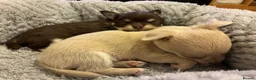 Chihuahua dogs for sale: Two Beautiful, Well-Socialised Chihuahua boys  - Advert 5