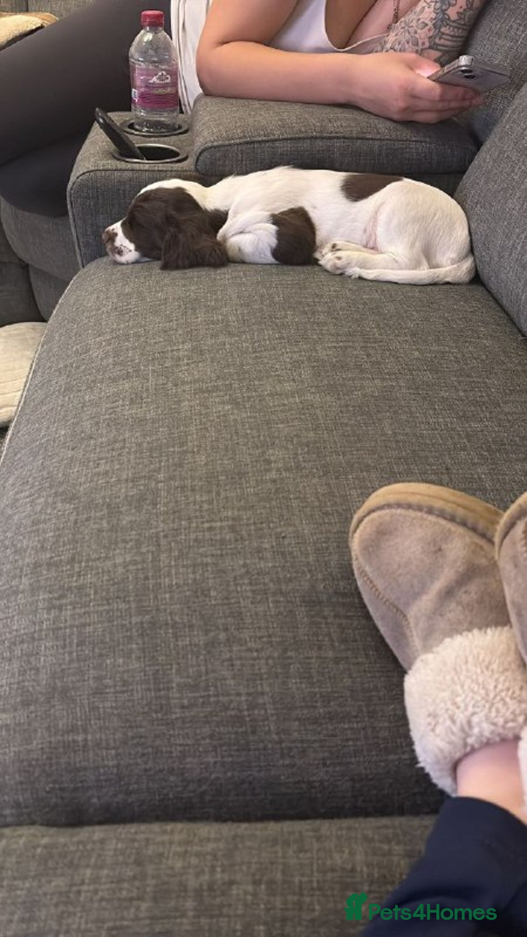 Sprocker dogs for sale: Sprocker Puppies For Rehoming - Advert 4