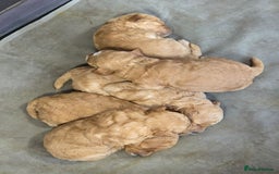 Poodle dogs for sale: Poodles  - Advert 5