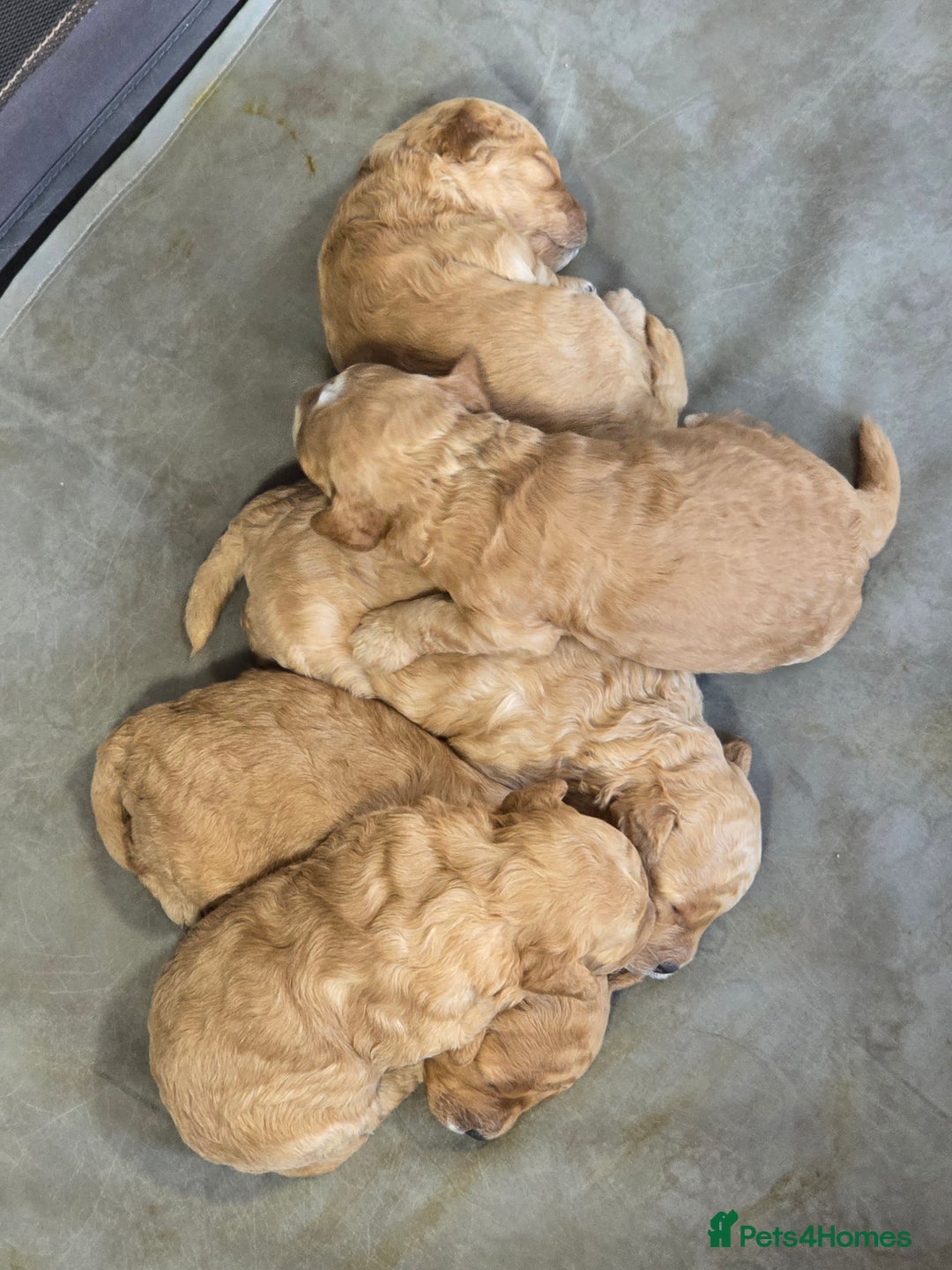 Poodle dogs for sale: Poodles  - Advert 5