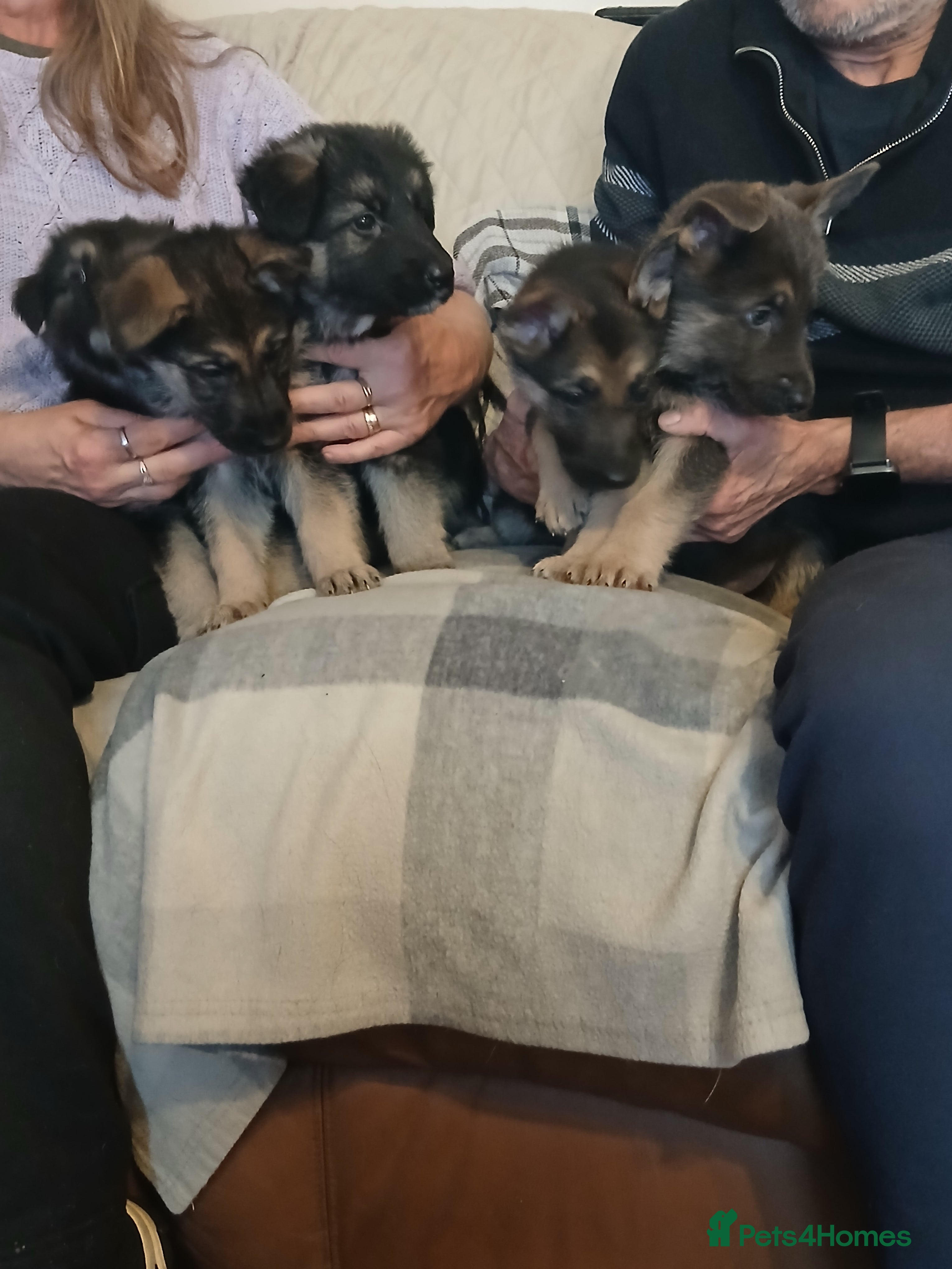 German Shepherd dogs Stunning KC reg German Shepherd pups - Advert 10