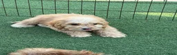 Cockapoo dogs for sale: Cockapoo f1 puppies  - Advert 3