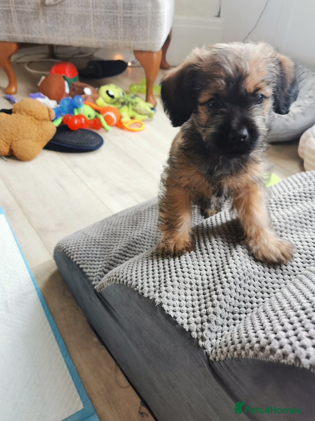 Mixed Breed dogs for sale: Little bundles of schweenie love!  - Image 35