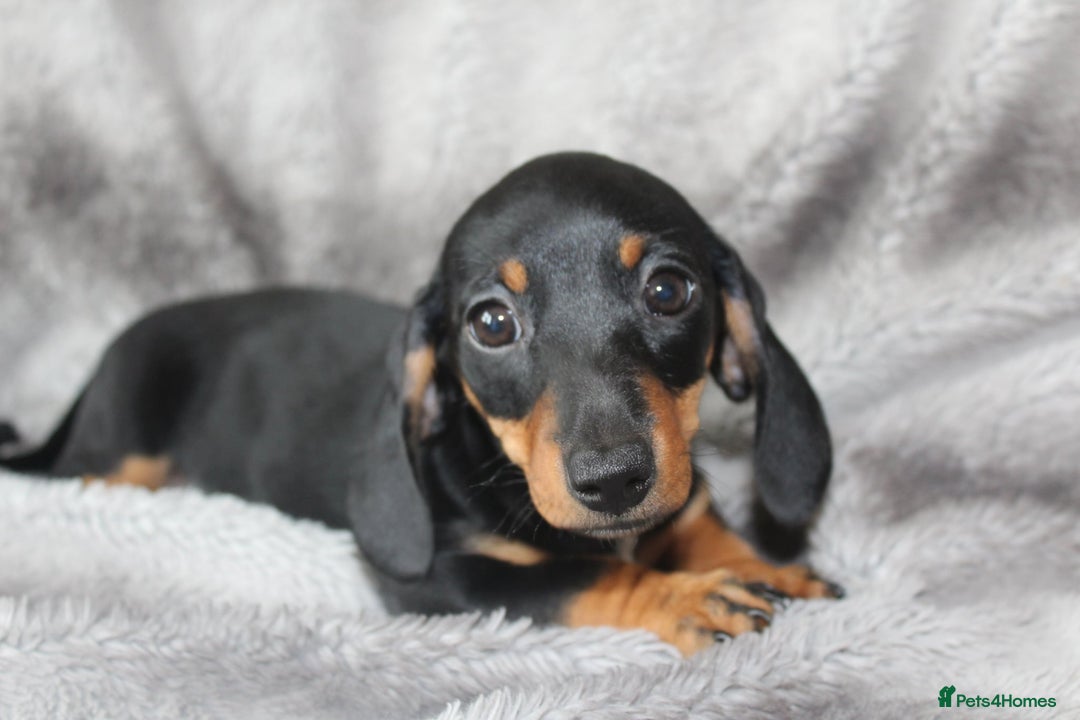 Dachshund dogs for sale: DACHSHUNDS READY NOW - Image 16