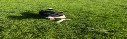 Border Collie dogs for sale: 🐾 Beautiful Border Collie Pup (Bet)  🐾 - Advert 3