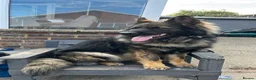 German Shepherd dogs for stud: German shepherd stud  - Advert 2