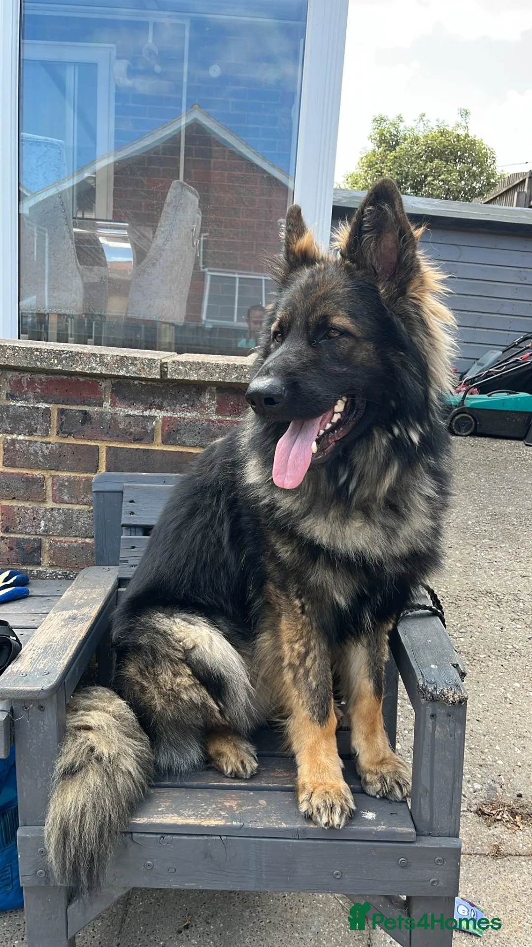 German Shepherd dogs for stud: German shepherd stud  - Advert 2