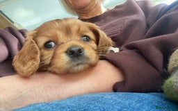 Cavapoo dogs for sale: Cavapoo puppies - Advert 5