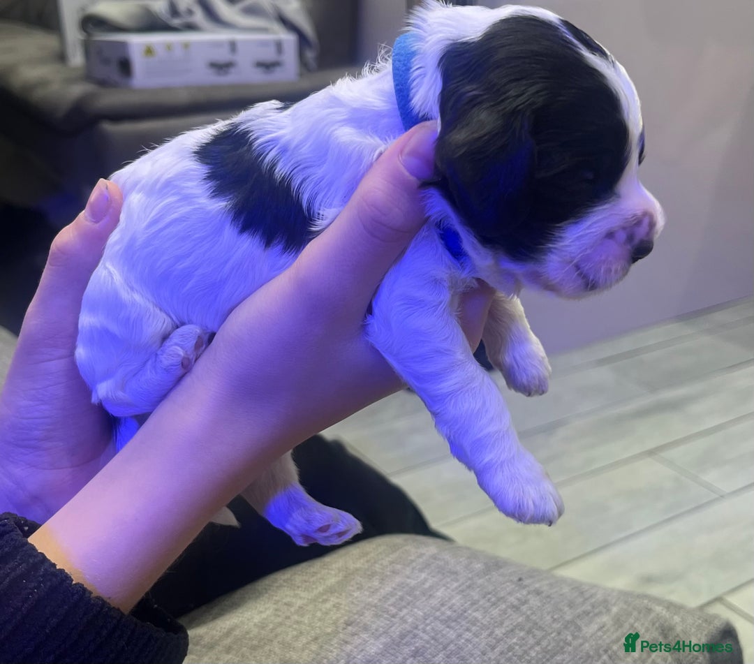 Cockapoo dogs for sale: Stunning litter of f1b cockapoo puppies  - Image 5