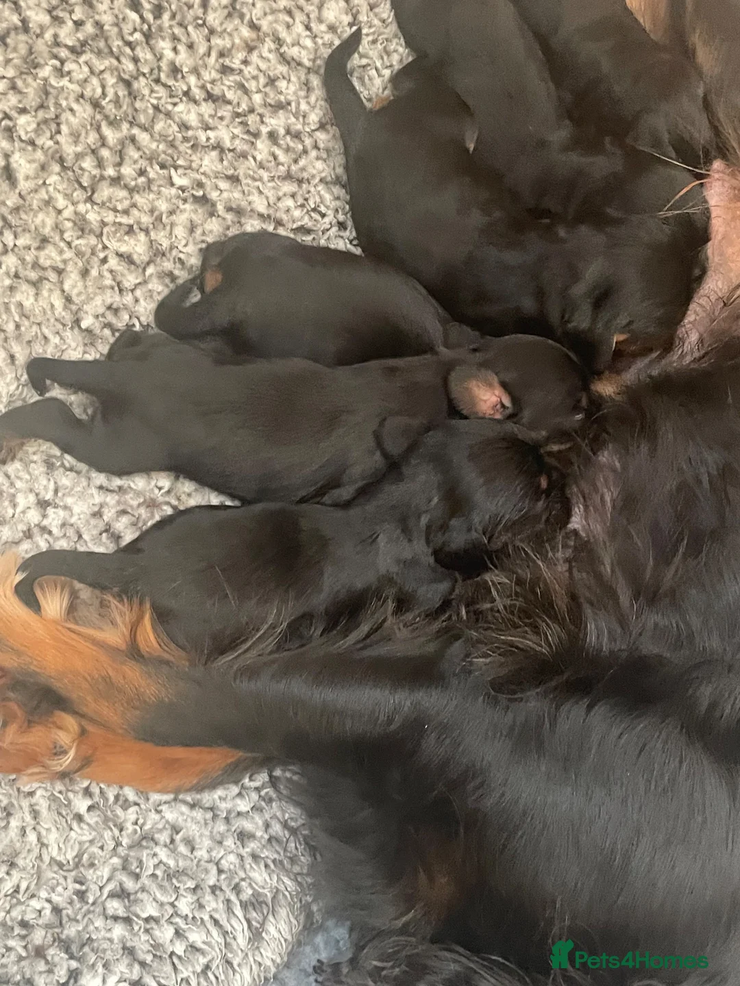 Cavalier King Charles Spaniel dogs for sale: KC Cavalier King Charles puppies - Advert 7