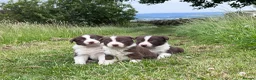 Border Collie dogs for sale: ISDS Red & white Border Collie Puppies - Advert 2