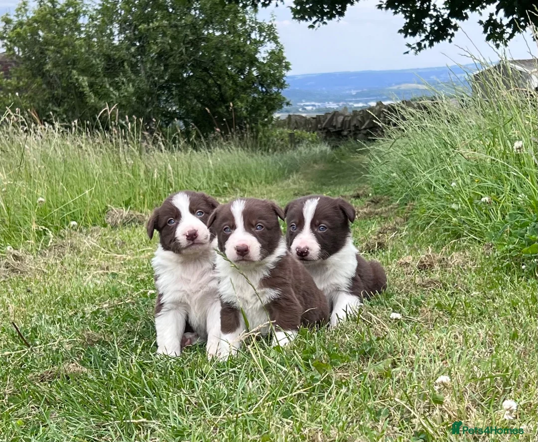Border Collie dogs for sale: ISDS Red & white Border Collie Puppies - Advert 2