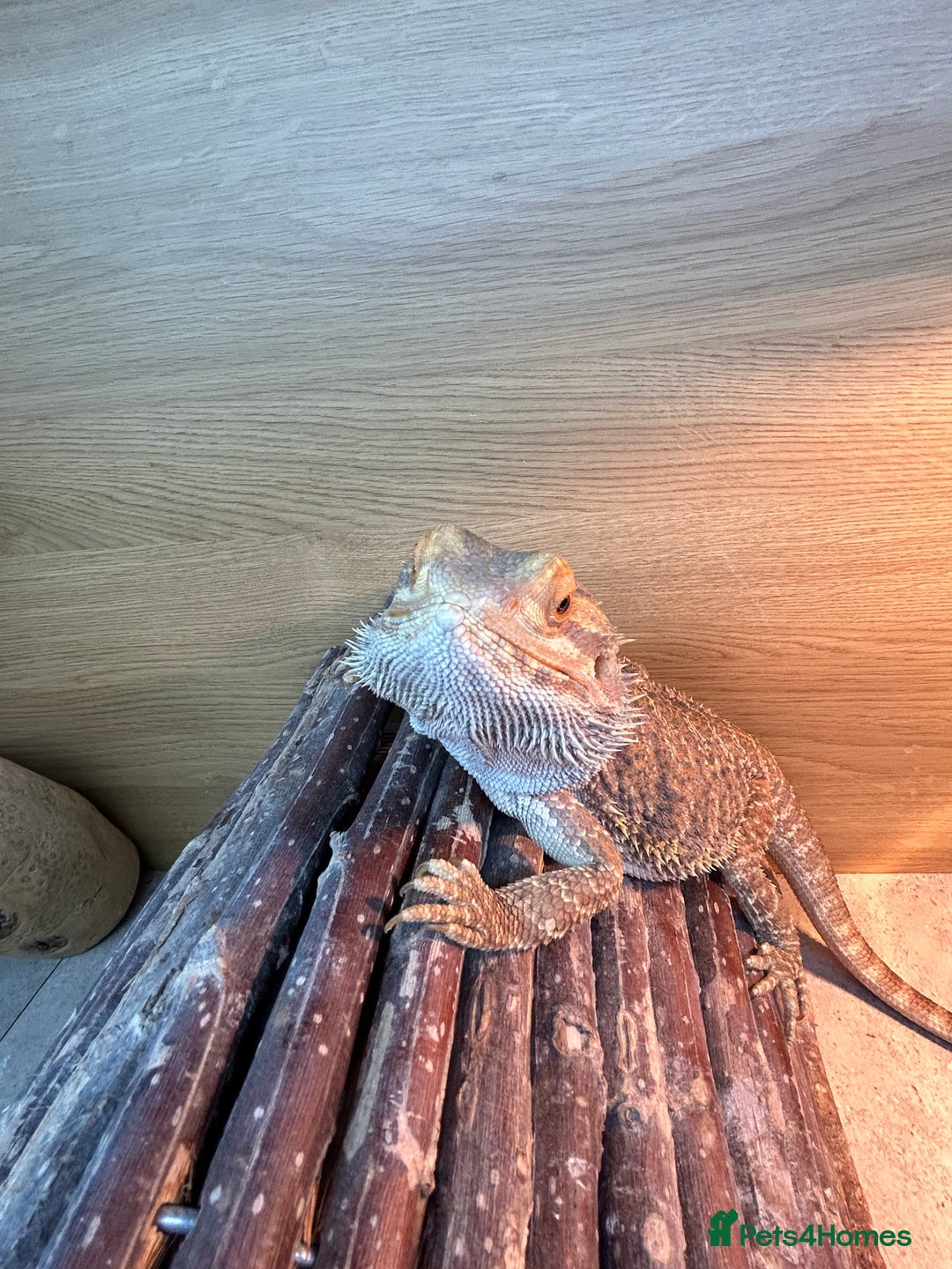 Bearded Dragon reptiles for sale: Bearded dragon and vivarium - Advert 3