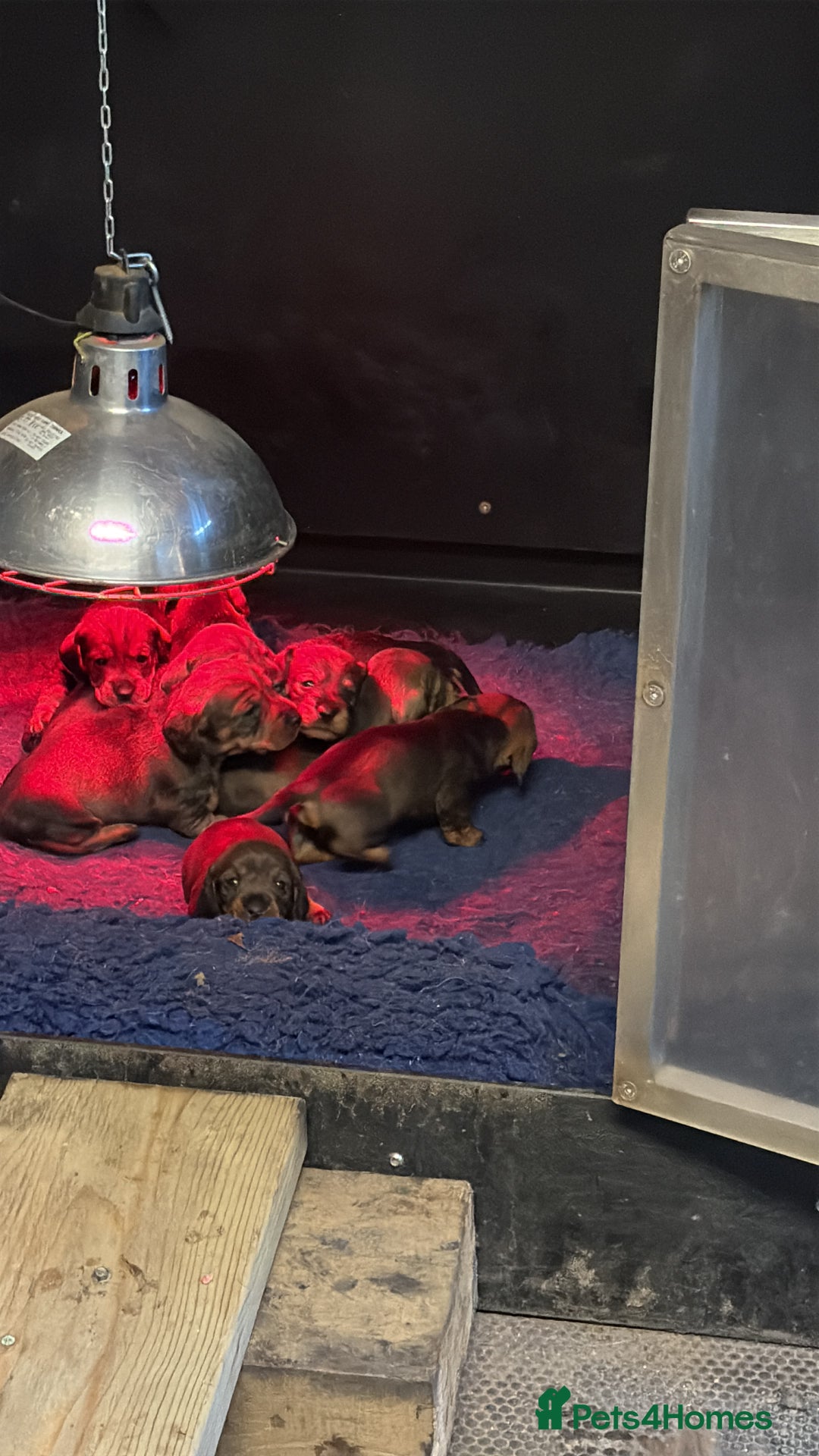Dachshund dogs for sale: Wire haired Dachshund Puppies KC reg Teckle  - Advert 3