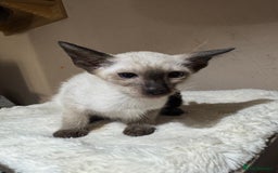 Siamese cats for sale: 6 cute Siamese kittens available  - Image 20